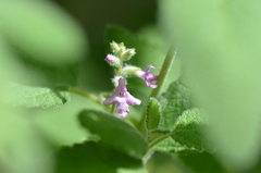 Aloysia macrostachya