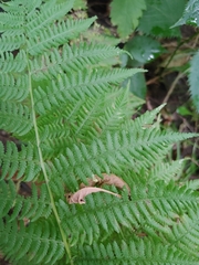 Athyrium filix-femina