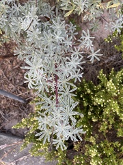 Lupinus albifrons