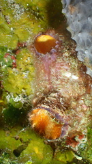 Polycarpa spongiabilis