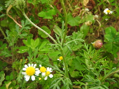Papaver hybridum