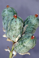 Tegeticula yuccasella