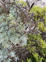 Lupinus albifrons