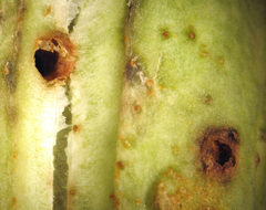 Tegeticula yuccasella