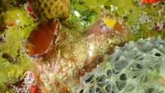 Polycarpa spongiabilis