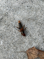 Platydracus immaculatus