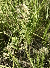 Asclepias pumila × verticillata