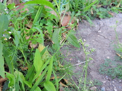 Cyclospermum