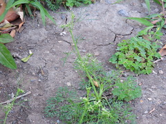 Cyclospermum