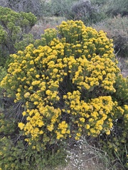 Ericameria laricifolia