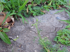 Cyclospermum