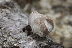 Fomitopsis betulina
