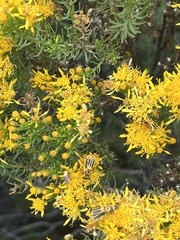 Ericameria laricifolia