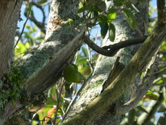 Brotogeris jugularis