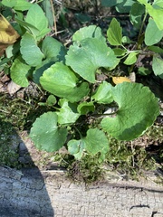 Ranunculus abortivus