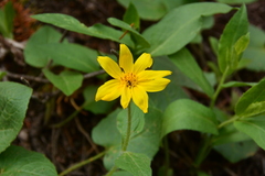 Arnica cordifolia