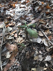 Salvia spathacea