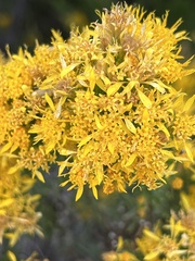 Ericameria laricifolia