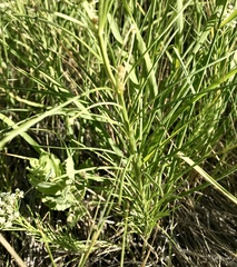 Asclepias pumila × verticillata