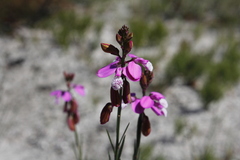 Polygala garcinii