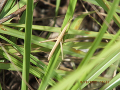 Achurum carinatum