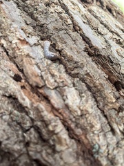 Cylindroiulus caeruleocinctus