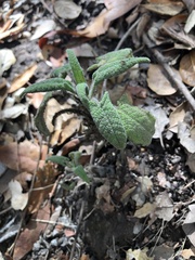 Salvia spathacea