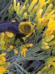 Bombus morrisoni