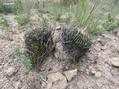 Echinofossulocactus dichroacanthus