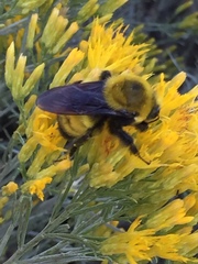 Bombus morrisoni