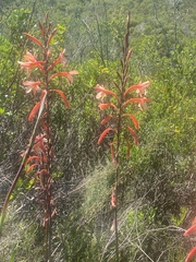 Watsonia fourcadei