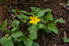 Arnica cordifolia