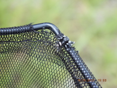 Phidippus regius