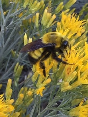 Bombus morrisoni