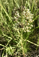 Asclepias pumila × verticillata