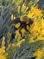 Bombus morrisoni