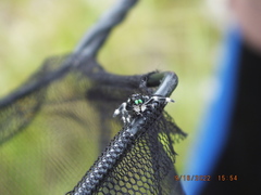 Phidippus regius
