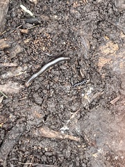 Cylindroiulus caeruleocinctus