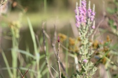 Trithemis annulata