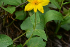 Arnica cordifolia