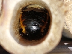 Xylocopa tabaniformis azteca