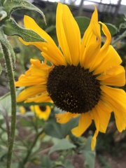 Helianthus
