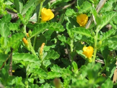 Turnera diffusa