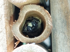 Xylocopa tabaniformis azteca