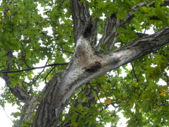 Thaumetopoea processionea