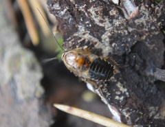 Ectobius sylvestris