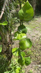 Epipremnum aureum