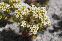 Crassula filiformis