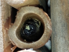 Xylocopa tabaniformis azteca