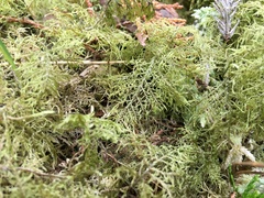 Hylocomium splendens